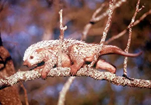 Animals Amazon Prehensile-Tailed Porcupine March 1975 Coendou Prehensilis Animals Amazon Prehensile-Tailed Porcupine March 1975 Coendou Prehensilis