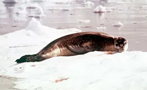 Animals Antartic Argentine IS Leopard Seal March 1975 Hydruga Leptonyx Animals Antartic Argentine IS Leopard Seal March 1975 Hydruga Leptonyx