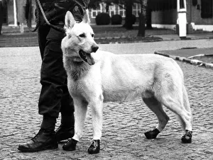 Animals Army Alsation March 1983 All soldiers need good strong boots for Animals Army Alsation March 1983 All soldiers need good strong boots for