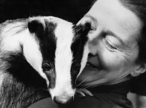 Animals - Badger. Mrs. Ruth Murray nursing Tikki, the grand old lady of Badgerdom Animals - Badger. Mrs. Ruth Murray nursing Tikki, the grand old lady of Badgerdom