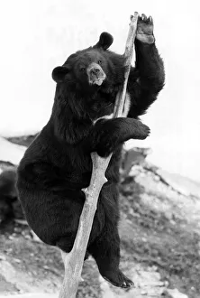 Animals - Bears High There. Where's my Lunch?. December 1981 P000560 Animals - Bears High There. Where's my Lunch?. December 1981 P000560