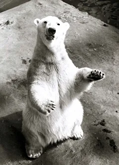 Animals - Bears Polar Bear Polar Bear at London Zoo - standing on hind legs Animals - Bears Polar Bear Polar Bear at London Zoo - standing on hind legs