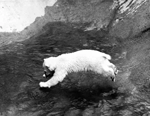 Animals - Bears - Polar. June 1971 P000444 Animals - Bears - Polar. June 1971 P000444