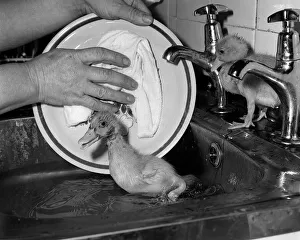 Animals Birds Ducks Ducklings January 1984 These two ducklings are lucky to be Animals Birds Ducks Ducklings January 1984 These two ducklings are lucky to be