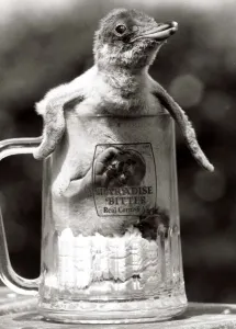 Animals - Birds - Penguin - August 1984 Baby Penguin in a pint beer glass Animals - Birds - Penguin - August 1984 Baby Penguin in a pint beer glass