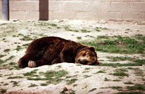 Animals - Brown Bear July 1971 A©Mirrorpix Animals - Brown Bear July 1971 A©Mirrorpix