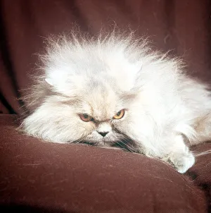 Animals Cats Bi-Colour Long Haired february 1989 with yelloew eyes Animals Cats Bi-Colour Long Haired february 1989 with yelloew eyes