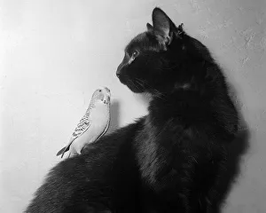 Animals cats and birds budgies January 1955 Animals cats and birds budgies January 1955