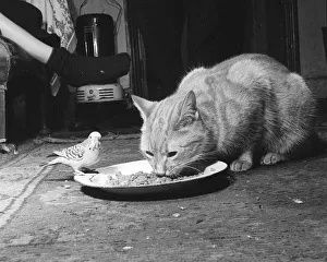 Animals cats and budgie eating from the same plate January 1955 Animals cats and budgie eating from the same plate January 1955