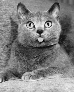 Animals Cats Close up of cat sticking his tongue out Animals Cats Close up of cat sticking his tongue out