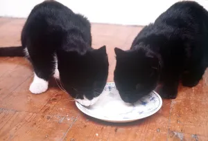 Animals Cats Eating Drinking february 1989 One black and one black Animals Cats Eating Drinking february 1989 One black and one black