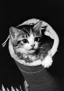 Animals - Cats - Kitten. October 1974 P000567 Animals - Cats - Kitten. October 1974 P000567