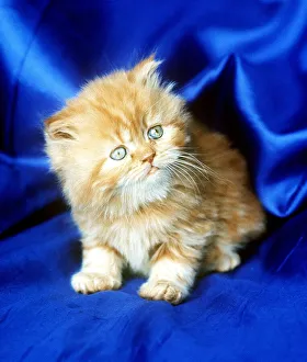 Animals Cats Kitten self Coloured Red february 1989 with blue eyes Animals Cats Kitten self Coloured Red february 1989 with blue eyes