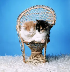 Animals - Cats - Kittens Kittens - sitting together in a chair Animals - Cats - Kittens Kittens - sitting together in a chair