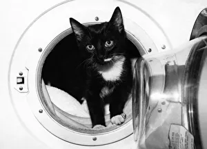 Animals - Cats - Kittens. Purrfectly clean. that's Bozley, the machine-washed pussy Animals - Cats - Kittens. Purrfectly clean. that's Bozley, the machine-washed pussy