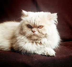 Animals Cats self-Colour Cream Long Haired february 1989 with yelloew eyes Animals Cats self-Colour Cream Long Haired february 1989 with yelloew eyes