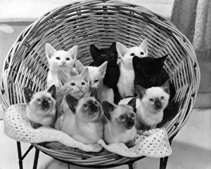 Animals: Cats: Siamese. December 1970 P006145 Animals: Cats: Siamese. December 1970 P006145