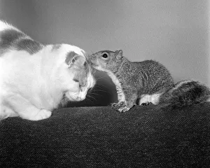 Animals Cats and Squirrel August 1968 Toddy the Cat Animals Cats and Squirrel August 1968 Toddy the Cat
