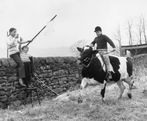 Animals Children with Cows. 1st March 1971 Animals Children with Cows. 1st March 1971