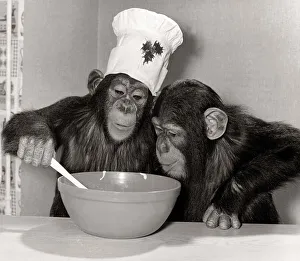 Animals Chimpanzee - Christmas December 1978 Monsieur Louis making pudding for his Animals Chimpanzee - Christmas December 1978 Monsieur Louis making pudding for his