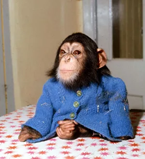 Animals - Chimpanzee - February 1971 Chimp Monkey wearing blue cardigan Animals - Chimpanzee - February 1971 Chimp Monkey wearing blue cardigan