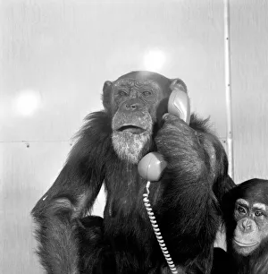 Animals: Chimpanzees: Chimps with telephones. May 1986 86-2531-002 Animals: Chimpanzees: Chimps with telephones. May 1986 86-2531-002