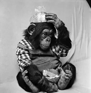 Images Dated 19th March 1975: Animals: Cute: Chimp. March 1975 75-01526-001