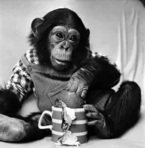 Images Dated 19th March 1975: Animals: Cute: Chimp. March 1975 75-01526-002