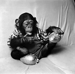 Images Dated 19th March 1975: Animals: Cute: Chimp. March 1975 75-01526-004
