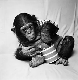 Images Dated 19th March 1975: Animals: Cute: Chimp. March 1975 75-01526-005
