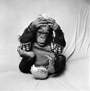 Images Dated 19th March 1975: Animals: Cute: Chimp. March 1975 75-01526-013