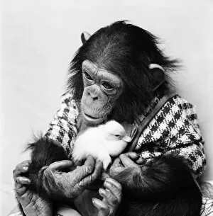 Images Dated 19th March 1975: Animals: Cute: Chimp. March 1975 75-01526-014