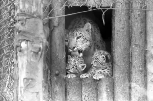 Animals/Cute. Howlett's Zoo. Leopard Cubs. The cubs Animals/Cute. Howlett's Zoo. Leopard Cubs. The cubs