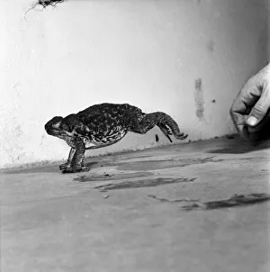 Animals: Cute. Zoo. Tree kangaroo and Toad. December 1975 75-06872-005 Animals: Cute. Zoo. Tree kangaroo and Toad. December 1975 75-06872-005