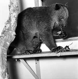 Animals: Cute. Zoo. Tree kangaroo and Toad. December 1975 75-06872 Animals: Cute. Zoo. Tree kangaroo and Toad. December 1975 75-06872