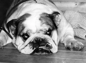 Animals - Dogs - Bulldogs. Boundless energy. quivering in every sinew Animals - Dogs - Bulldogs. Boundless energy. quivering in every sinew