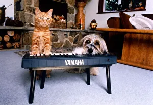 Animals Dogs Celebrity Pets Feature. Jaffa the cat with Pippin the dog playing a keyboard Animals Dogs Celebrity Pets Feature. Jaffa the cat with Pippin the dog playing a keyboard