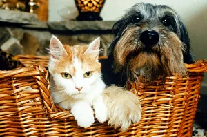 Animals Dogs Celebrity pets feature. Poppy the Dog and Sophie the Cat in a basket Animals Dogs Celebrity pets feature. Poppy the Dog and Sophie the Cat in a basket