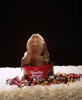 Animals - Dogs - Great Dane Great Dane puppy investigates as he puts his head into Animals - Dogs - Great Dane Great Dane puppy investigates as he puts his head into