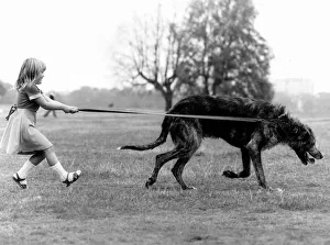 Animals Dogs Irish Wolfhound Billie Jo Hibberd (5 Animals Dogs Irish Wolfhound Billie Jo Hibberd (5