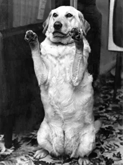Animals Dogs Labradors Sally the dog that has her name on the voters roll Animals Dogs Labradors Sally the dog that has her name on the voters roll