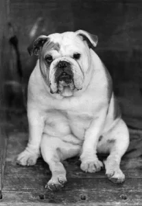 Animals: Dogs: One of the losers in the Open Dog Class of the Bull Dog section today at Animals: Dogs: One of the losers in the Open Dog Class of the Bull Dog section today at