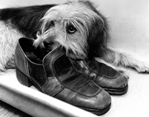 Animals Dogs October 1976 Bootsie was found alone at the charing cross station in Animals Dogs October 1976 Bootsie was found alone at the charing cross station in
