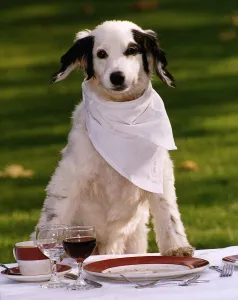 Animals Dogs Pet Slimmer of the Year Candy waiting for her winning dogs dinner Animals Dogs Pet Slimmer of the Year Candy waiting for her winning dogs dinner