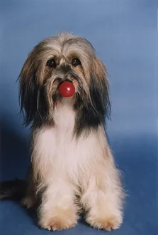 Animals Dogs Pippin TV Commercial star supporting Comic Relief Red Nose Day May Animals Dogs Pippin TV Commercial star supporting Comic Relief Red Nose Day May