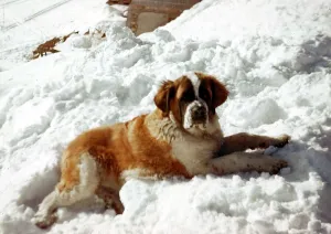 Animals - Dogs St Bernard Dog - September 1970 in the snow Animals - Dogs St Bernard Dog - September 1970 in the snow