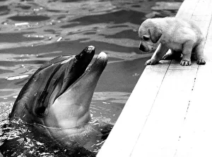Animals Dolphin Dog Puppy A puppy sits talking to a dolphin circa 1982 Animals Dolphin Dog Puppy A puppy sits talking to a dolphin circa 1982