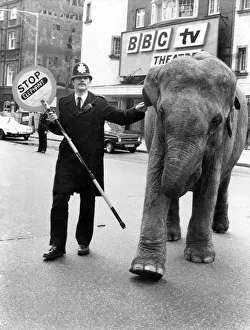 Animals: Elephants. Vicky the elephant. May 1981 P011796 Animals: Elephants. Vicky the elephant. May 1981 P011796