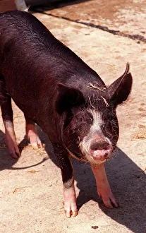Animals Farm Pigs Berkshire Pig at Aldenham Country Park DBase Animals Farm Pigs Berkshire Pig at Aldenham Country Park DBase