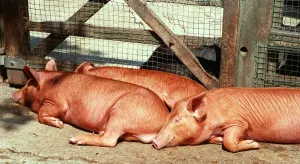 Animals Farm Pigs Tamworth Pig at Aldenham Country Park DBase Animals Farm Pigs Tamworth Pig at Aldenham Country Park DBase